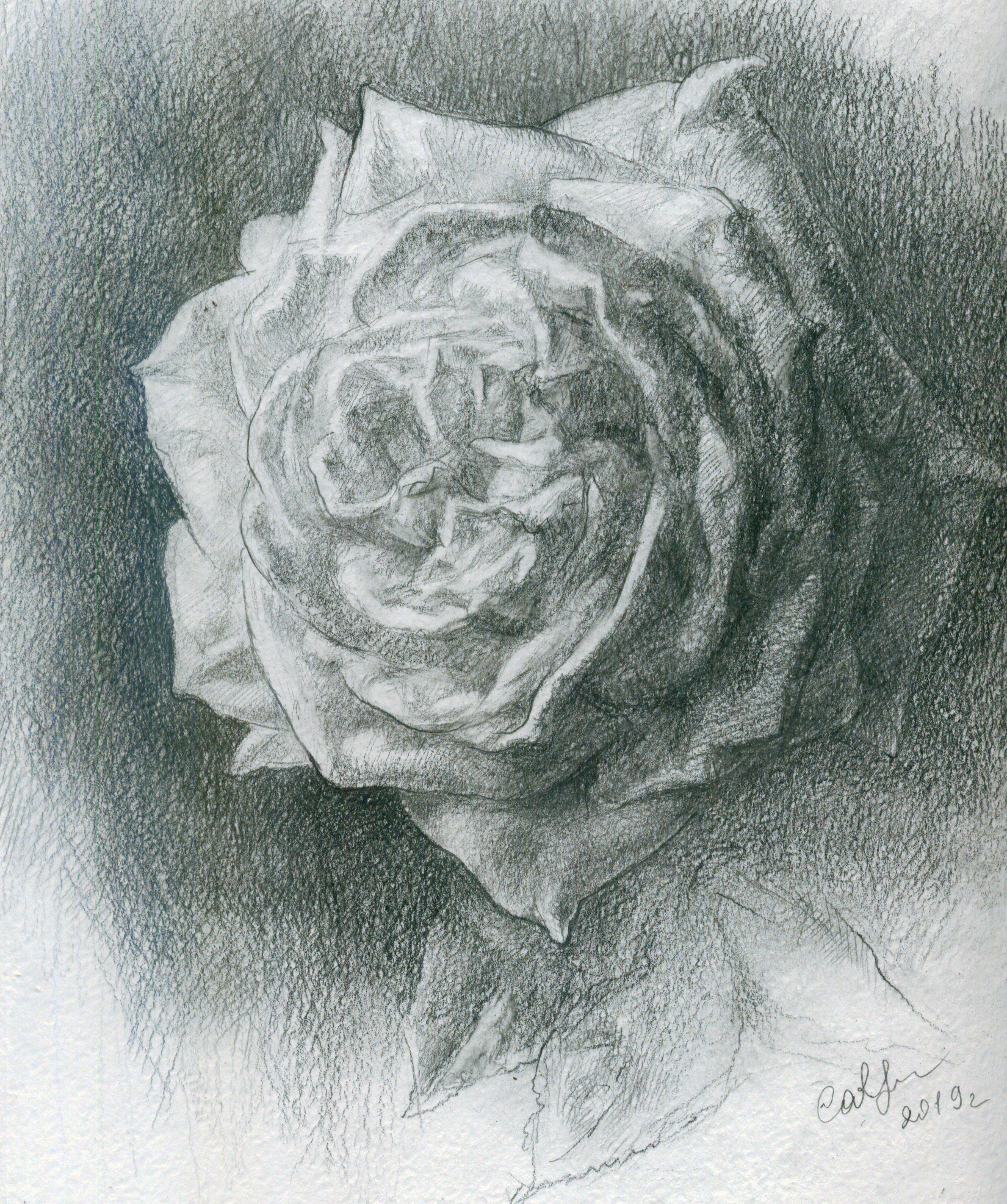 Картина розы карандашом